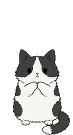 マンチカン 10