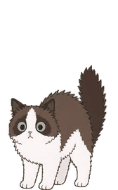 シールバイカラー・ラグドール 18