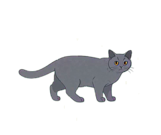 ブリティッシュショートヘア 15