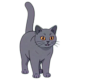 ブリティッシュショートヘア 17
