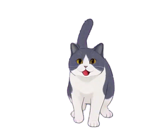 ハチワレ・ブリティッシュ 11