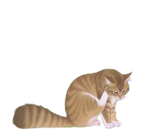 ノルウェージャン 13