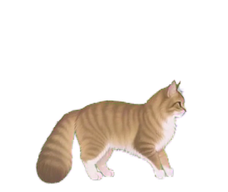 ノルウェージャン 16