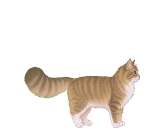ノルウェージャン 17