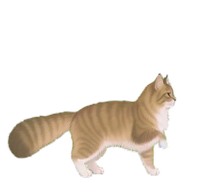 ノルウェージャン 18