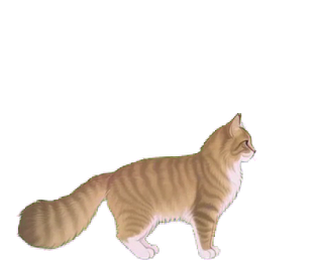 ノルウェージャン 19