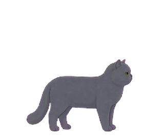 エキゾチック 15